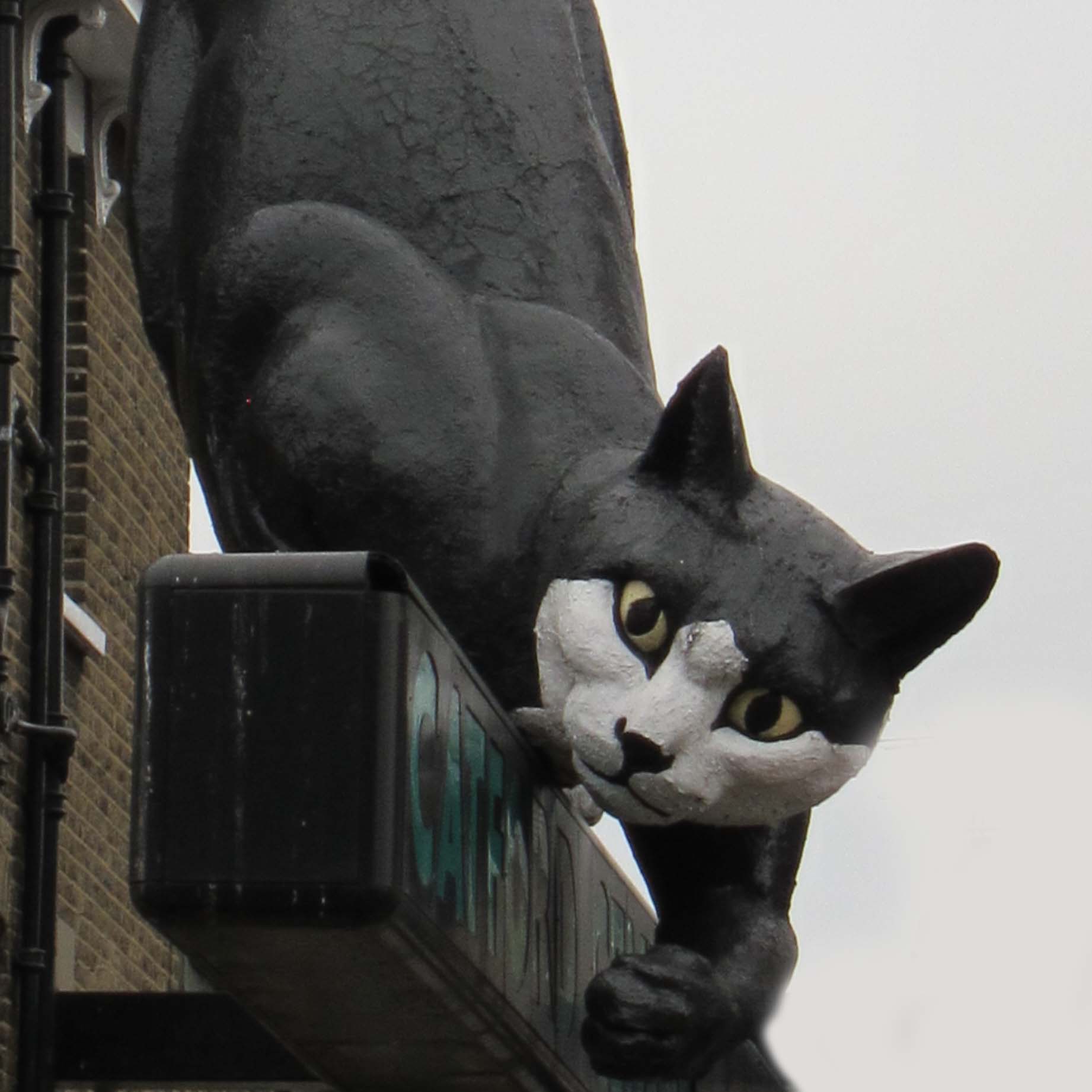 Catford Cat